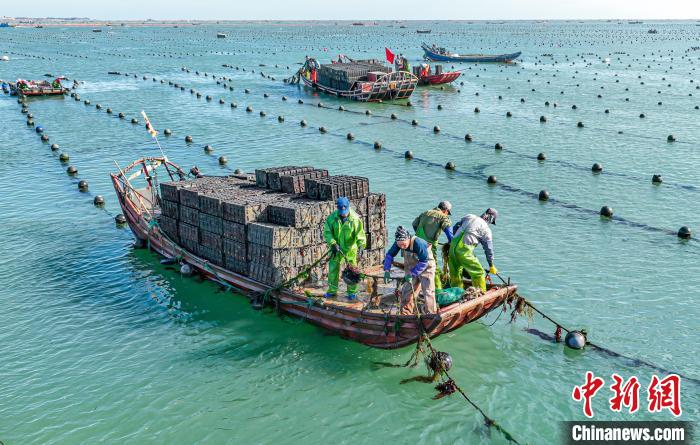 Aquicultores de Shandong transferem abalones para sul da China