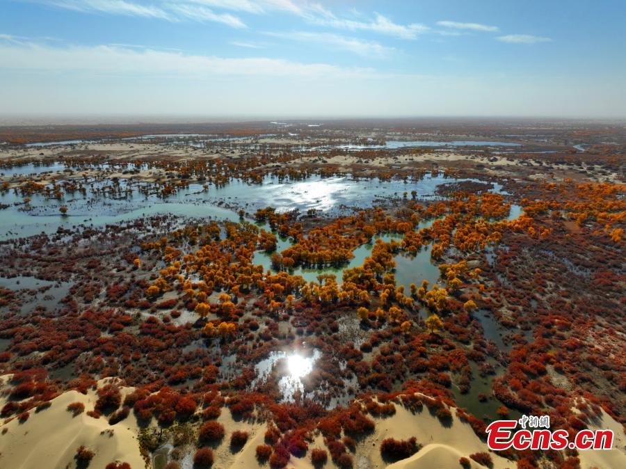 Xinjiang: oásis de choupos do deserto ao longo do rio Tarim