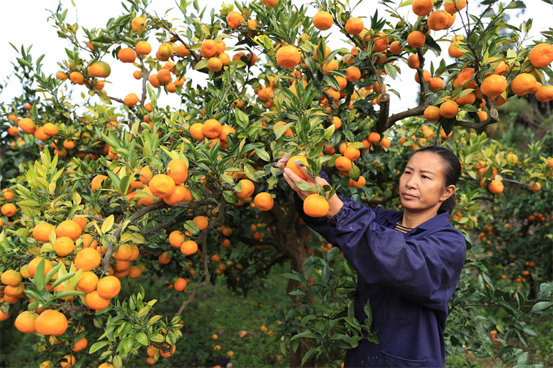 China assinala período de colheita de início de inverno