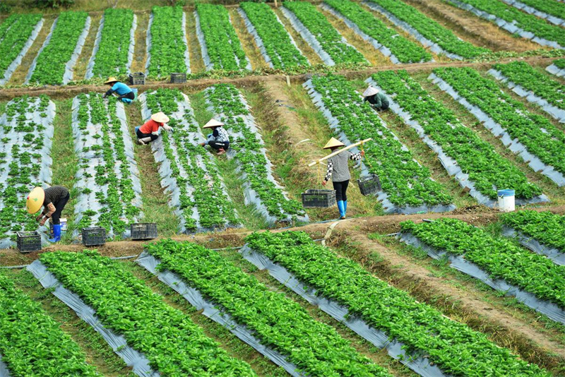 China assinala período de colheita de início de inverno