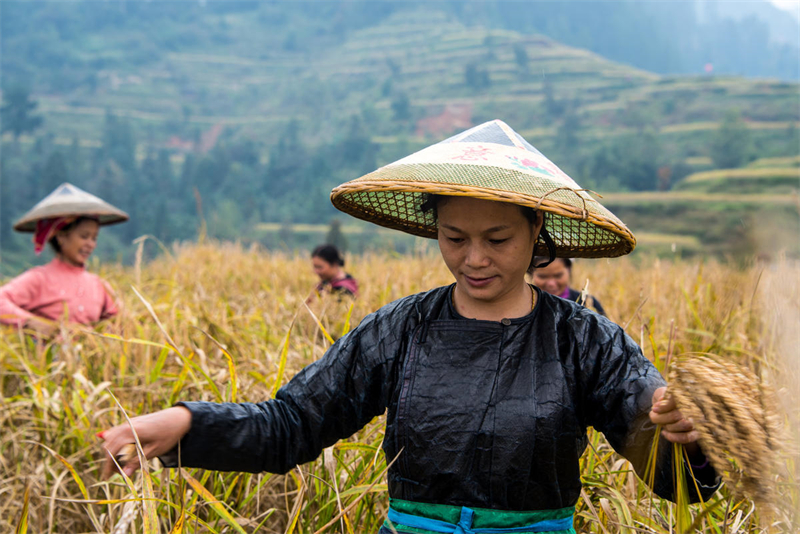 China assinala período de colheita de início de inverno