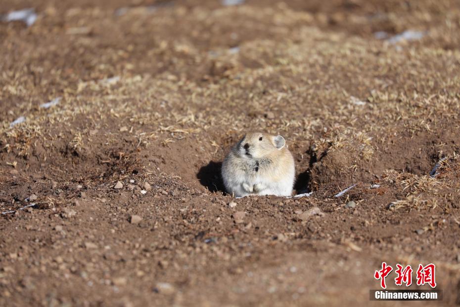 Galeria: vida selvagem está movimentada no Parque Nacional Sanjiangyuan