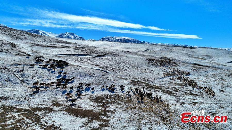 Galeria: paisagem da bacia Qaidam no inverno