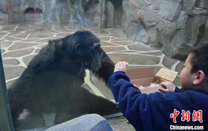 Parque Zoológico e Botânico de Changchun dá início à Semana Internacional de Cuidados com os Orangotangos