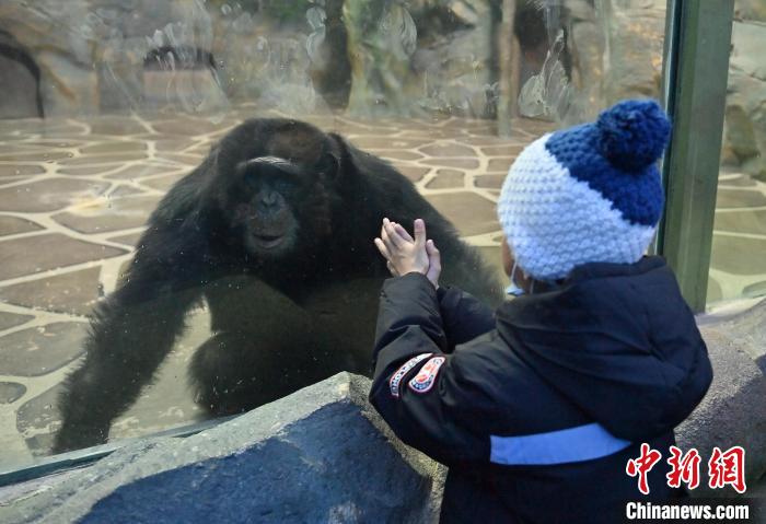 Parque Zoológico e Botânico de Changchun dá início à Semana Internacional de Cuidados com os Orangotangos