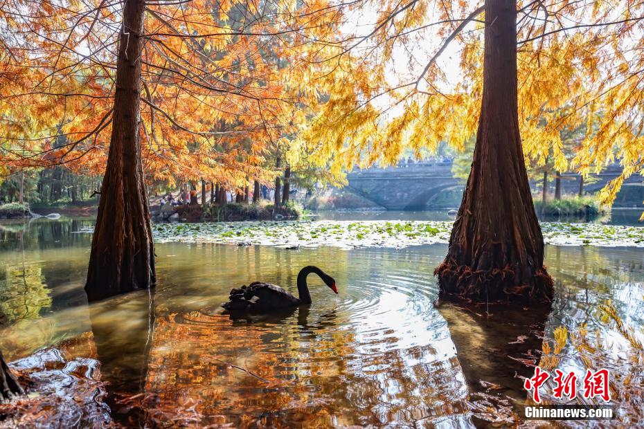 Galeria: paisagem invernal da Montanha Púrpura em Nanjing