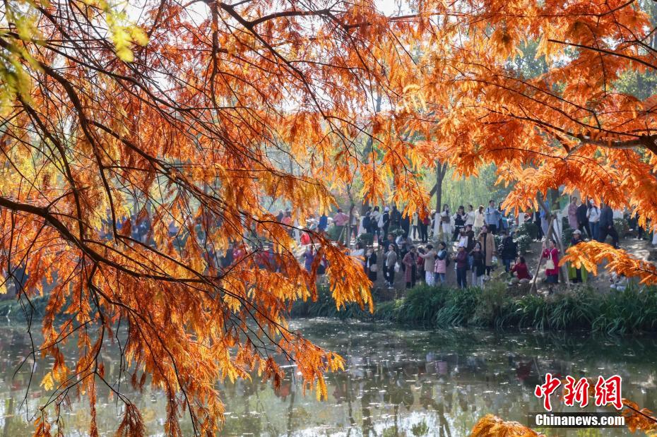 Galeria: paisagem invernal da Montanha Púrpura em Nanjing