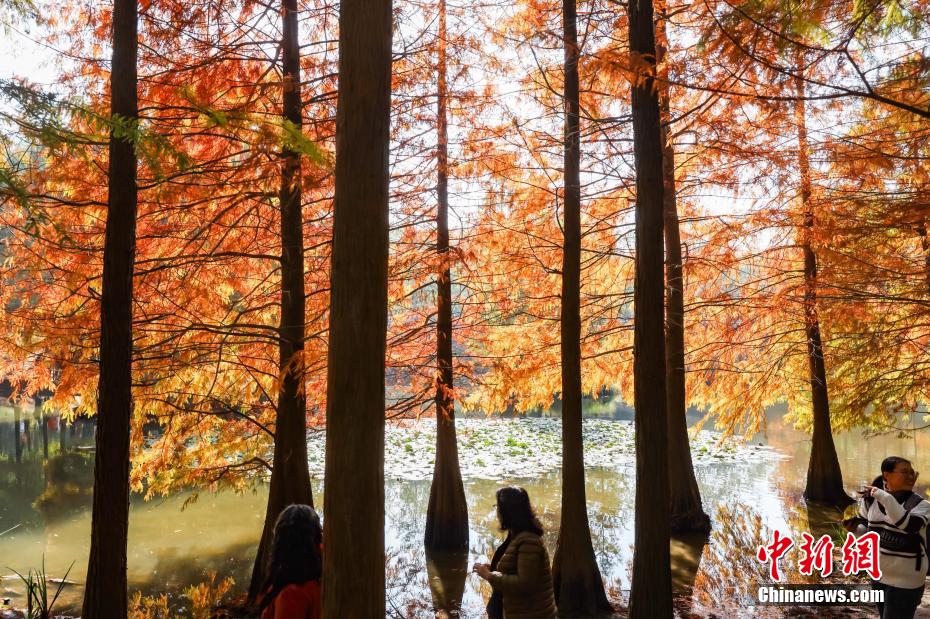 Galeria: paisagem invernal da Montanha Púrpura em Nanjing