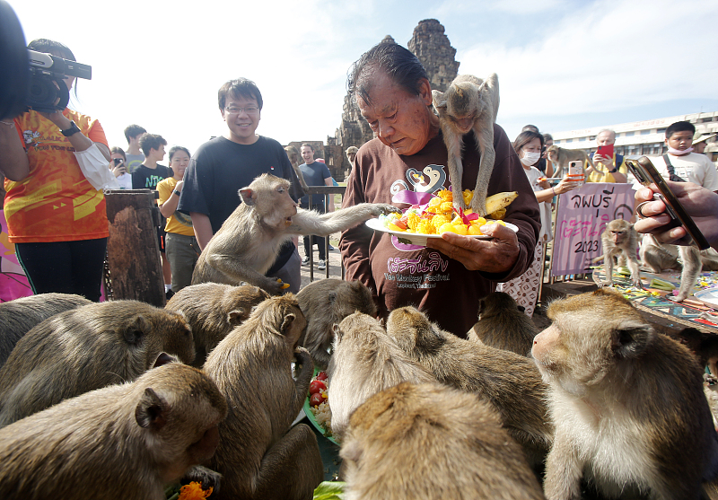 Tailândia: Lopburi realiza buffet anual dedicado aos macacos