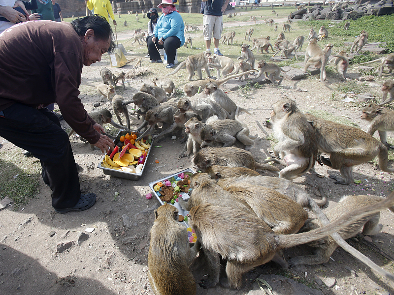 Tailândia: Lopburi realiza buffet anual dedicado aos macacos