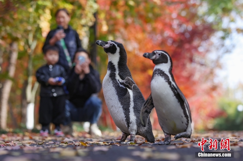 Pinguins do Mundo Subaquático de Nanjing apreciam folhas vermelhas
