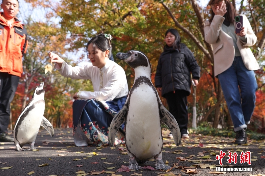 Pinguins do Mundo Subaquático de Nanjing apreciam folhas vermelhas