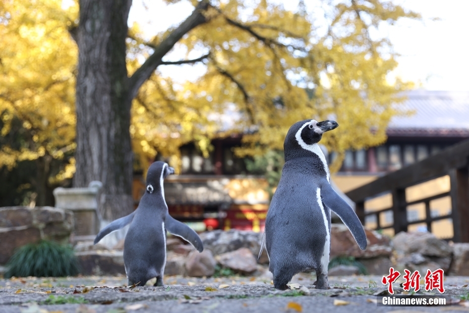 Pinguins do Mundo Subaquático de Nanjing apreciam folhas vermelhas