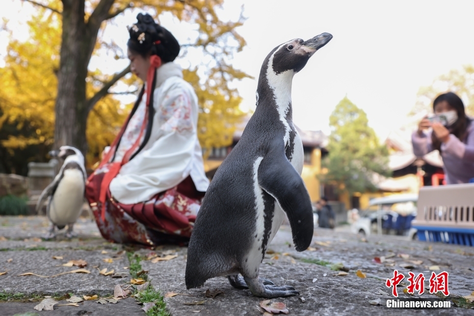 Pinguins do Mundo Subaquático de Nanjing apreciam folhas vermelhas