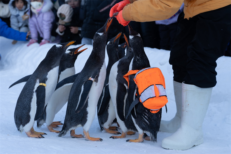 Desfile de pinguins no gelo atrai turistas, no nordeste da China