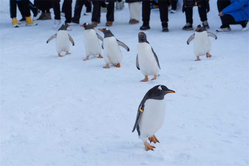 Desfile de pinguins no gelo atrai turistas, no nordeste da China