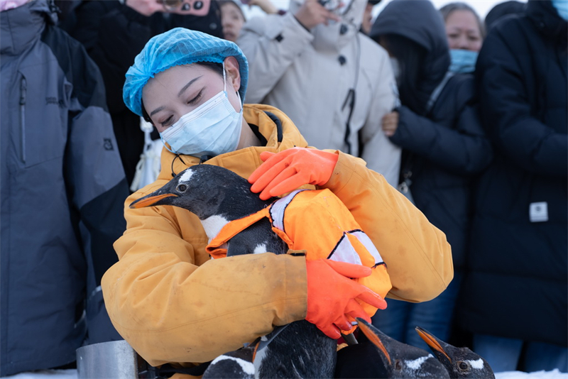 Desfile de pinguins no gelo atrai turistas, no nordeste da China