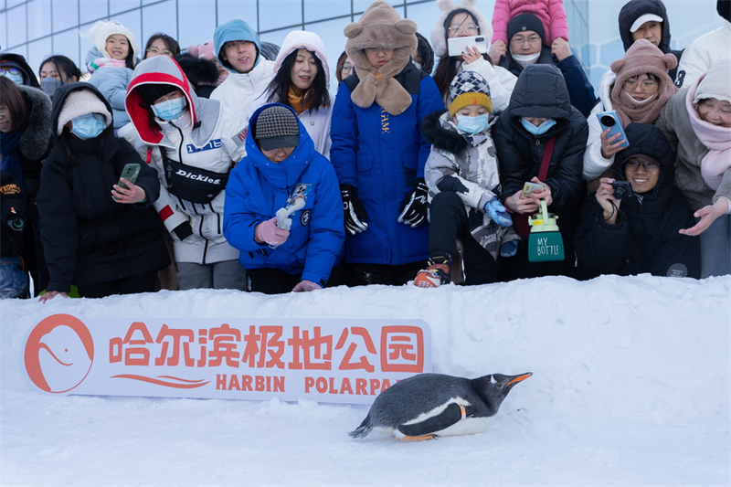 Desfile de pinguins no gelo atrai turistas, no nordeste da China