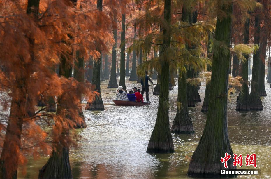Galeria: Parque do Pântano do Lago Zhangdu dá início à melhor temporada de observação na China