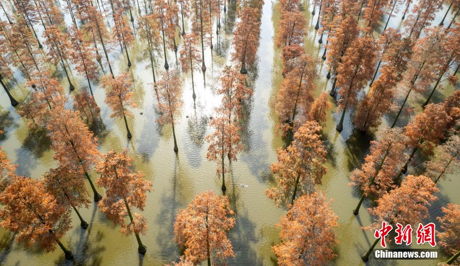 Galeria: Parque do Pântano do Lago Zhangdu dá início à melhor temporada de observação na China