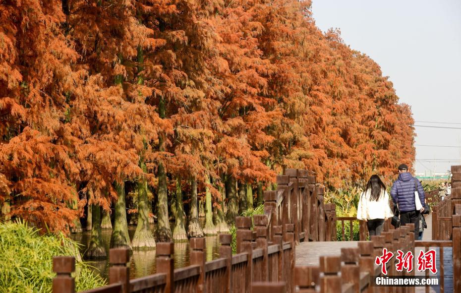 Galeria: Parque do Pântano do Lago Zhangdu dá início à melhor temporada de observação na China