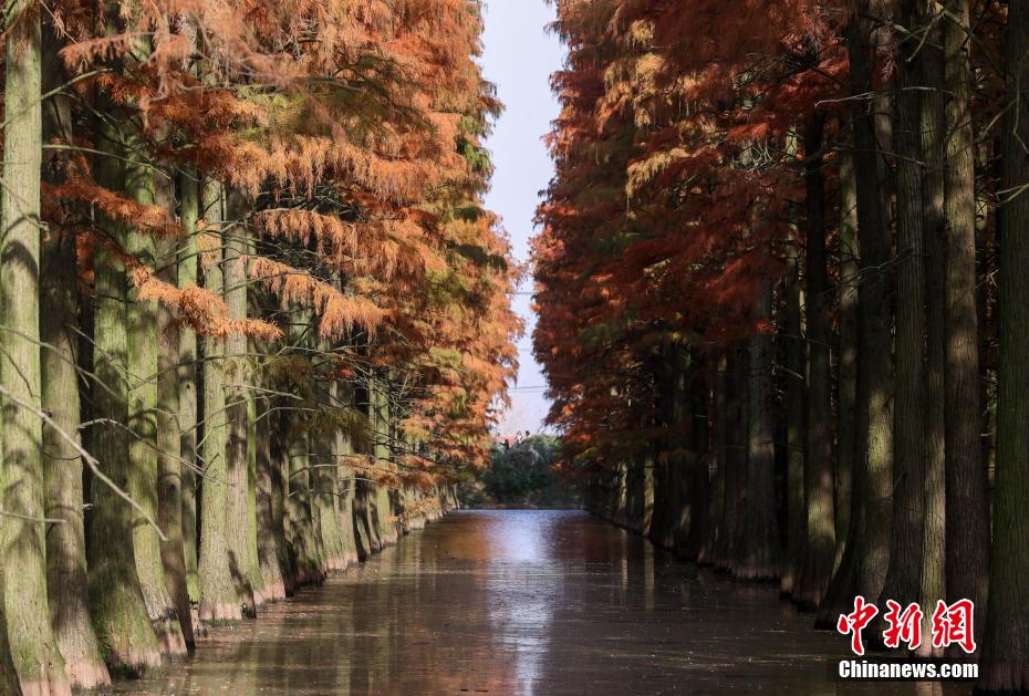 Galeria: Parque do Pântano do Lago Zhangdu dá início à melhor temporada de observação na China