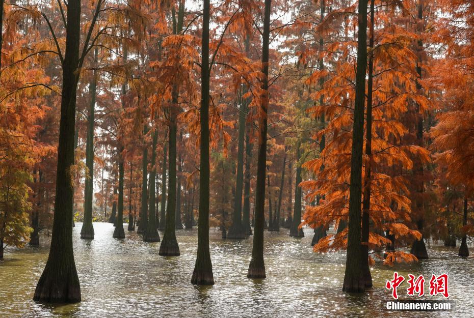 Galeria: Parque do Pântano do Lago Zhangdu dá início à melhor temporada de observação na China