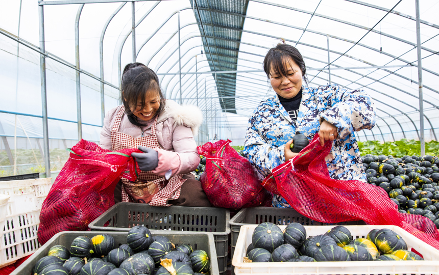 Jiangxi recebe temporada de colheita de abóbora