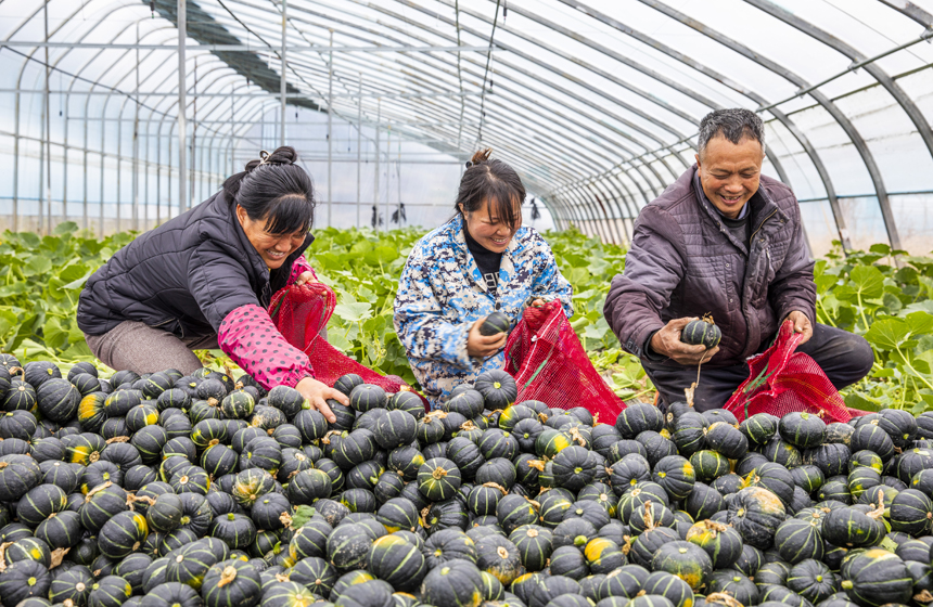 Jiangxi recebe temporada de colheita de abóbora