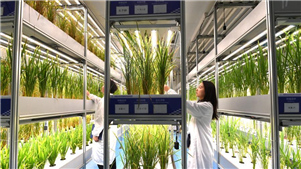 Galeria: horta vertical automatizada mais alta do mundoA horta vertical automatizada mais alta do mundo entrou em operação em Chengdu, na província de Sichuan, sudoeste da China. 