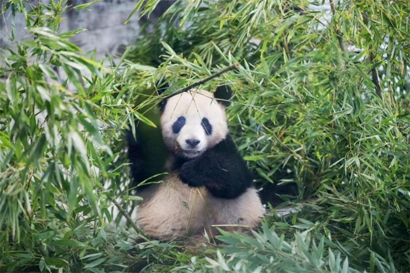 Pandas gêmeos nascidos na Alemanha chegam à China