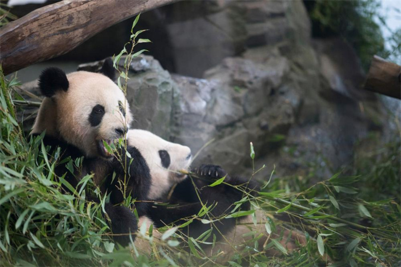 Pandas gêmeos nascidos na Alemanha chegam à China