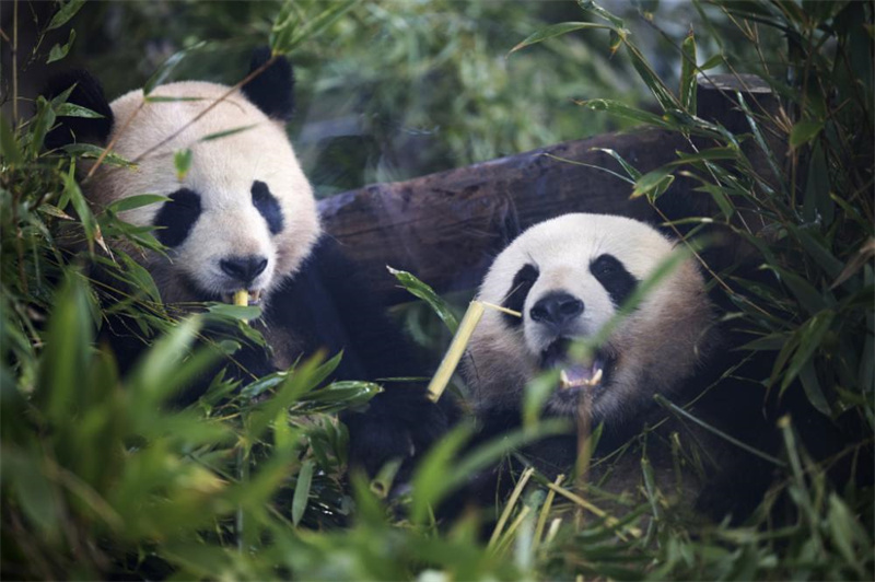 Pandas gêmeos nascidos na Alemanha chegam à China