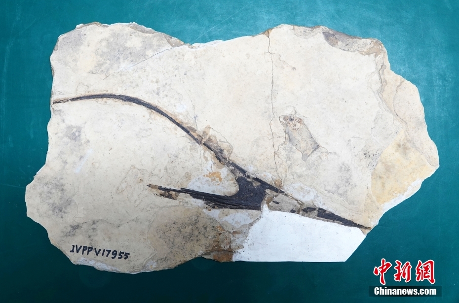 Paleontólogos chineses e brasileiros descobrem espécie mais completa de pterossauro