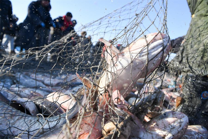 Galeria: pesca de inverno em lago de Jilin, nordeste da China