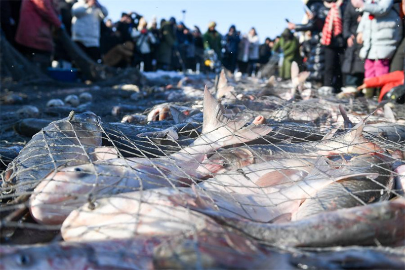 Galeria: pesca de inverno em lago de Jilin, nordeste da China