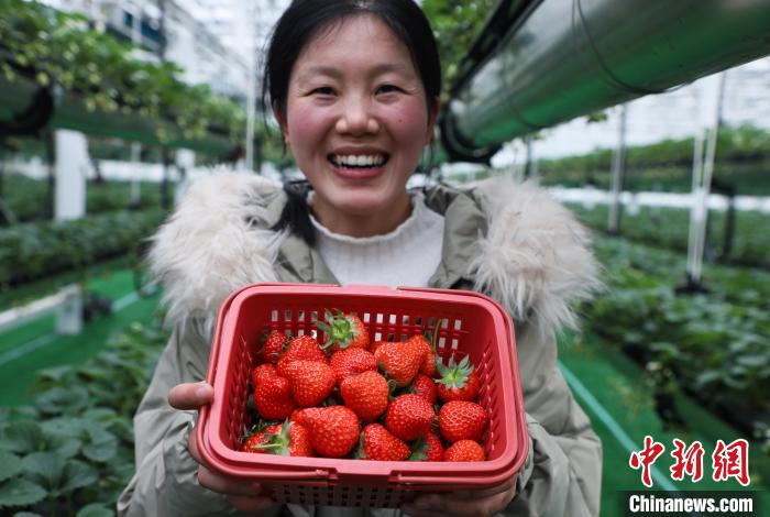 Agricultura digital ajuda agricultores a lucrar mais no leste da China