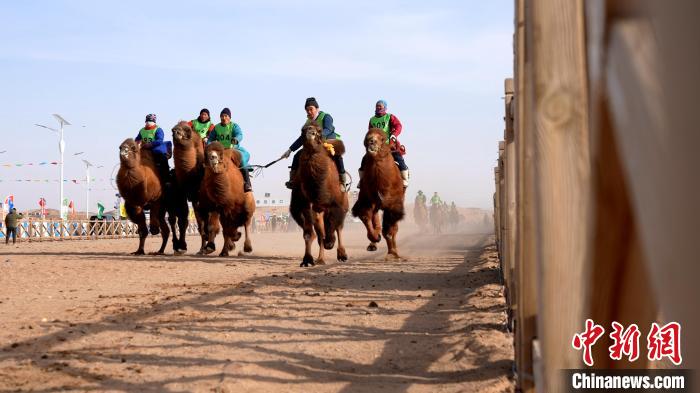 Feira de Camelo de Naadam tem início na Mongólia Interior da China