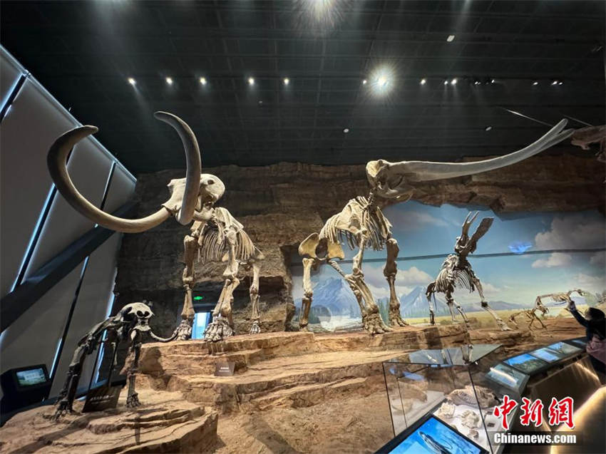 Maior museu natural da Ásia é aberto no norte da China