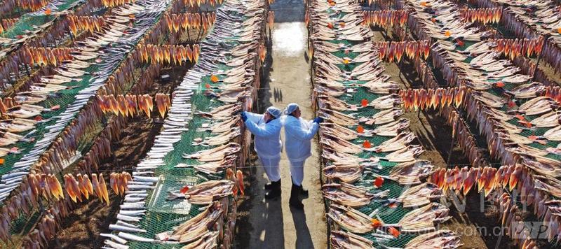 Shandong inicia temporada de secagem de peixes