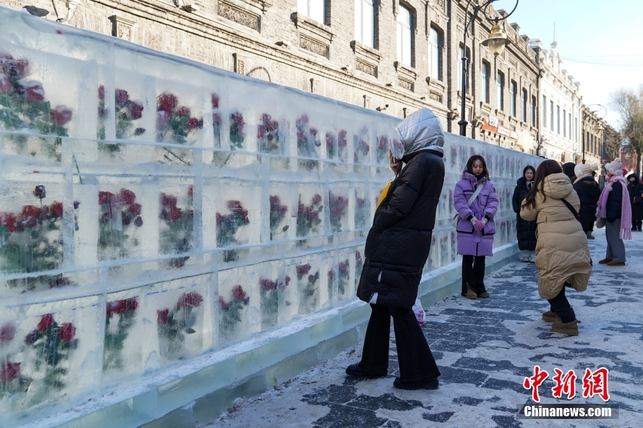 Galeria: parede de rosas esculpidas no gelo atrai curiosos em Harbin