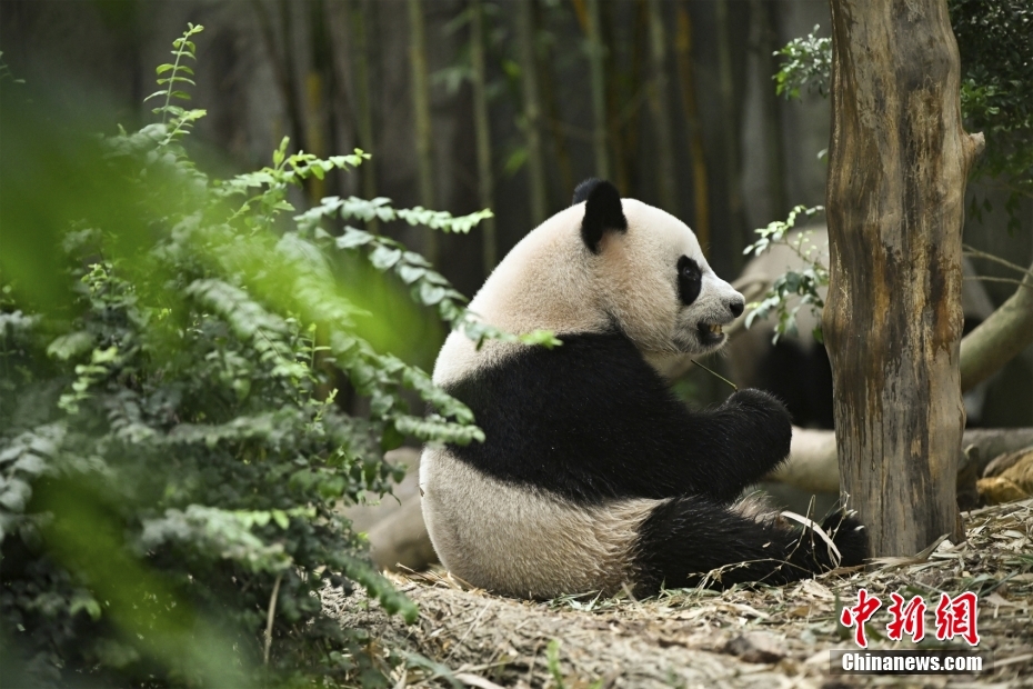 Panda gigante Le Le deixa Singapura rumo à China