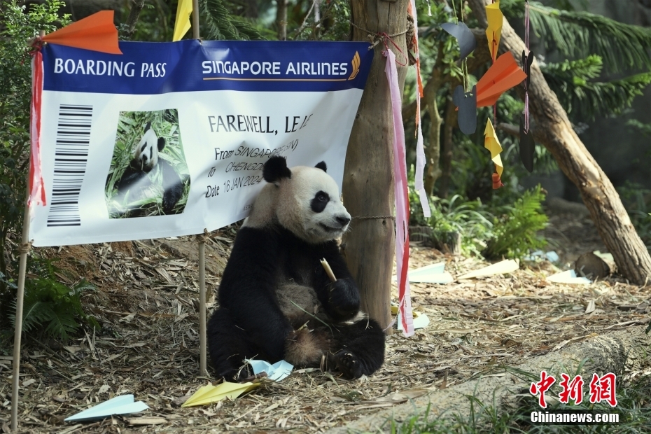 Panda gigante Le Le deixa Singapura rumo à China