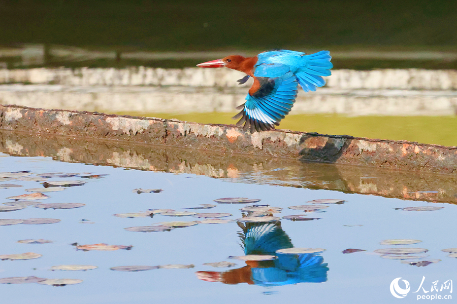 Guarda-Rios-de-Papo-Branco é visto num parque em Xiamen, sudeste da China