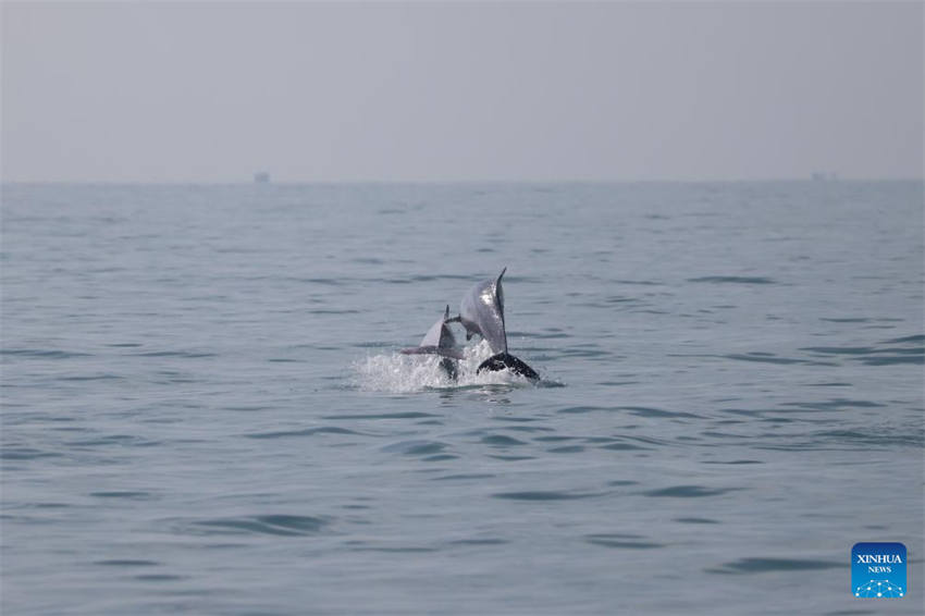 Golfinhos brancos chineses são vistos no mar no sul da China