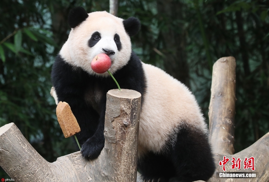 Panda gigante 'Fu Bao' retornará à China no início de abril