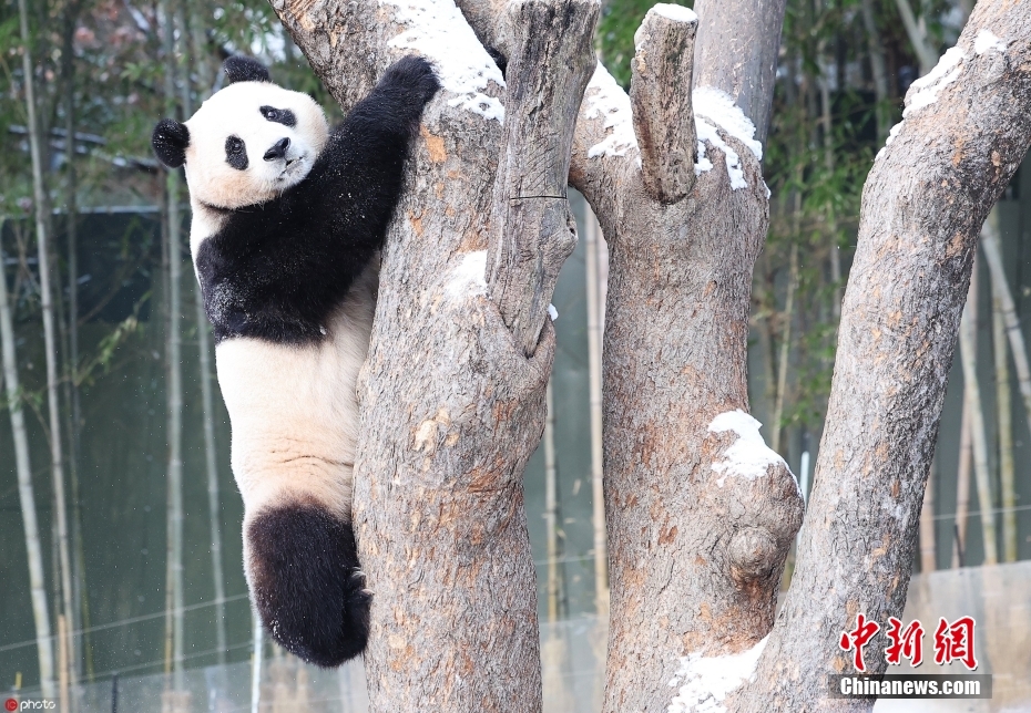 Panda gigante 'Fu Bao' retornará à China no início de abril