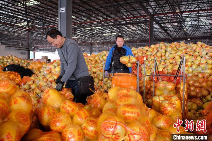 Pomelo Shatian em Guangxi entra no mercado