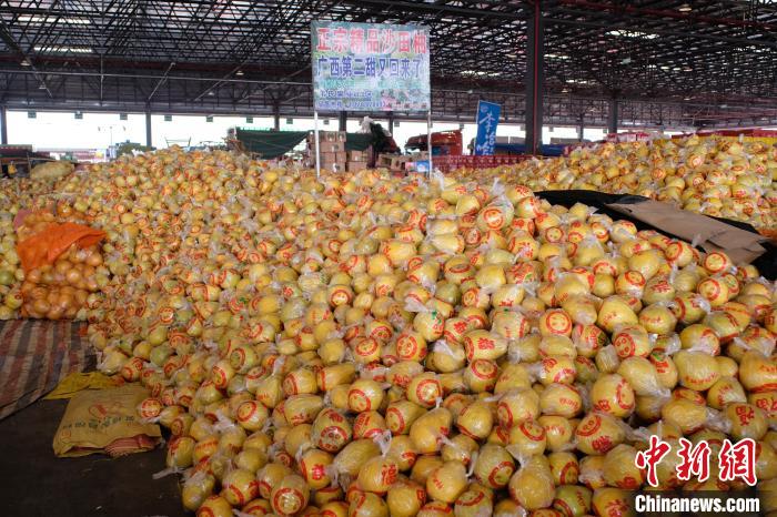 Pomelo Shatian em Guangxi entra no mercado