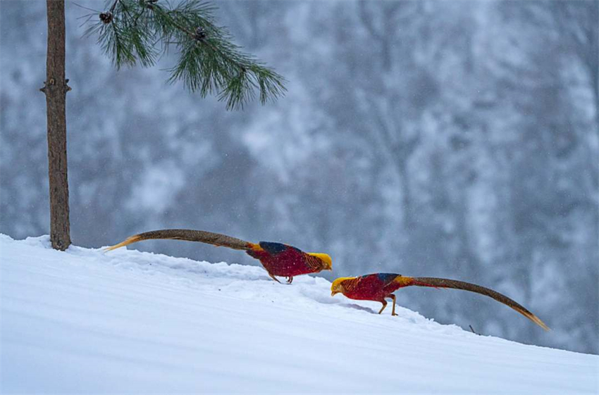 Galeria: faisões dourados forrageando na neve